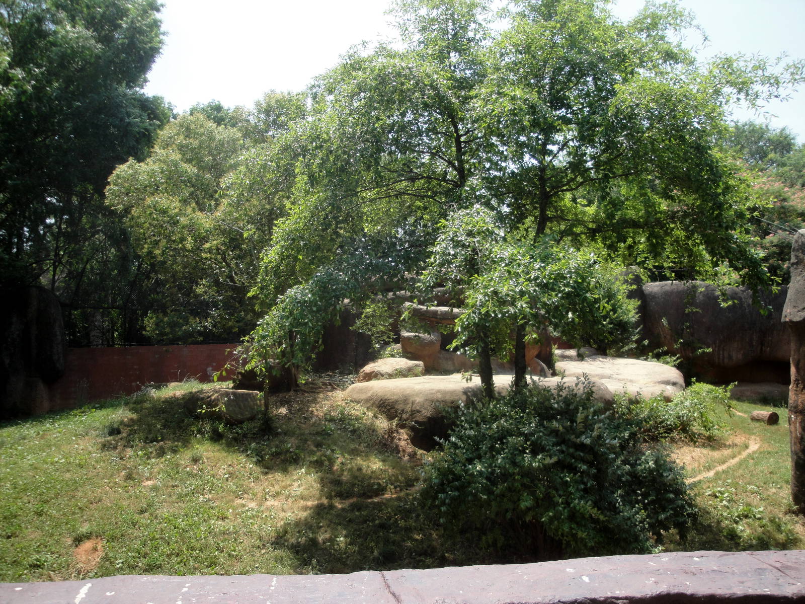 African Lion Exhibit