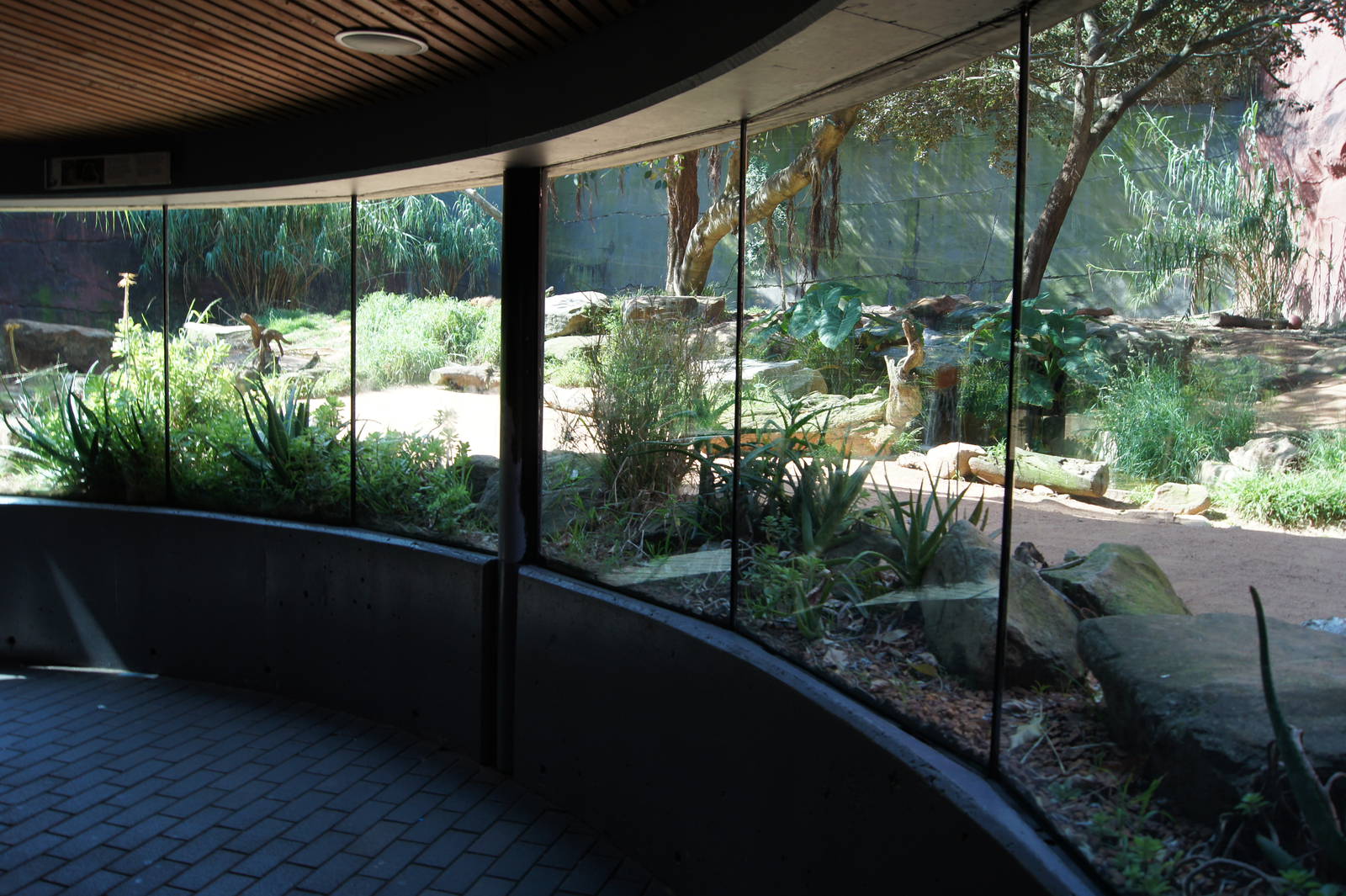 African Lion Exhibit