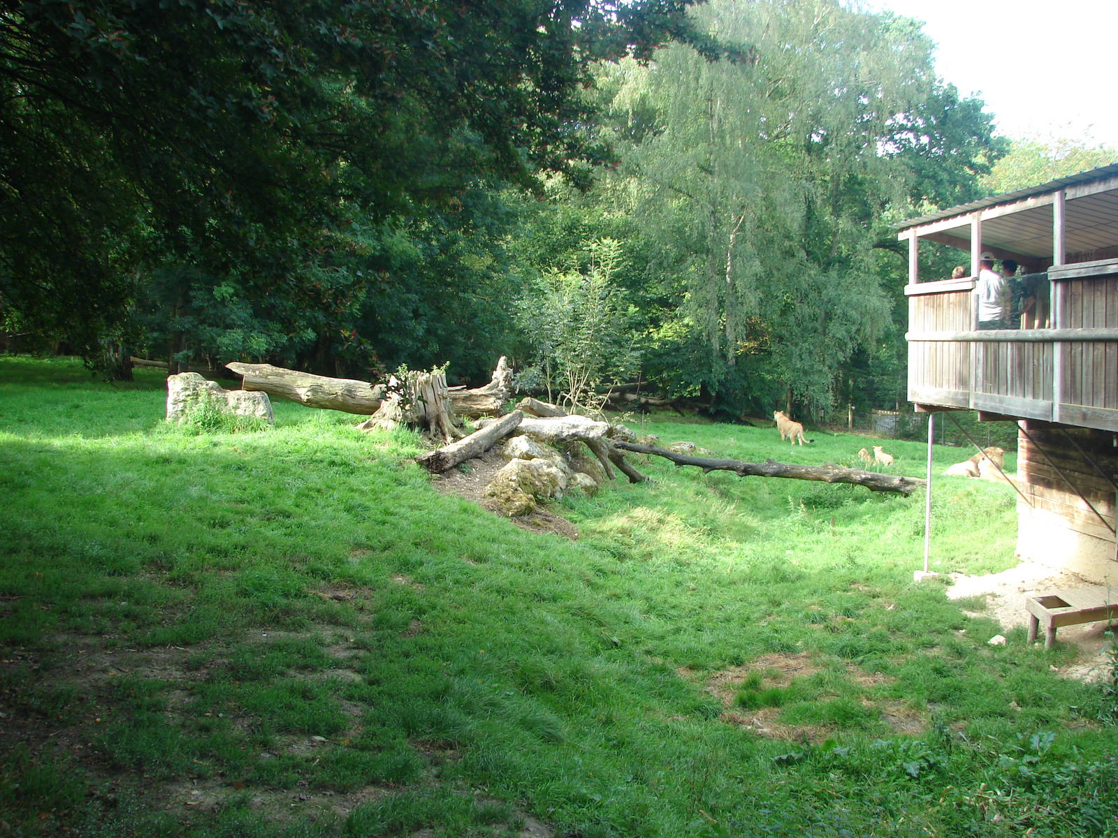 African lion exhibit