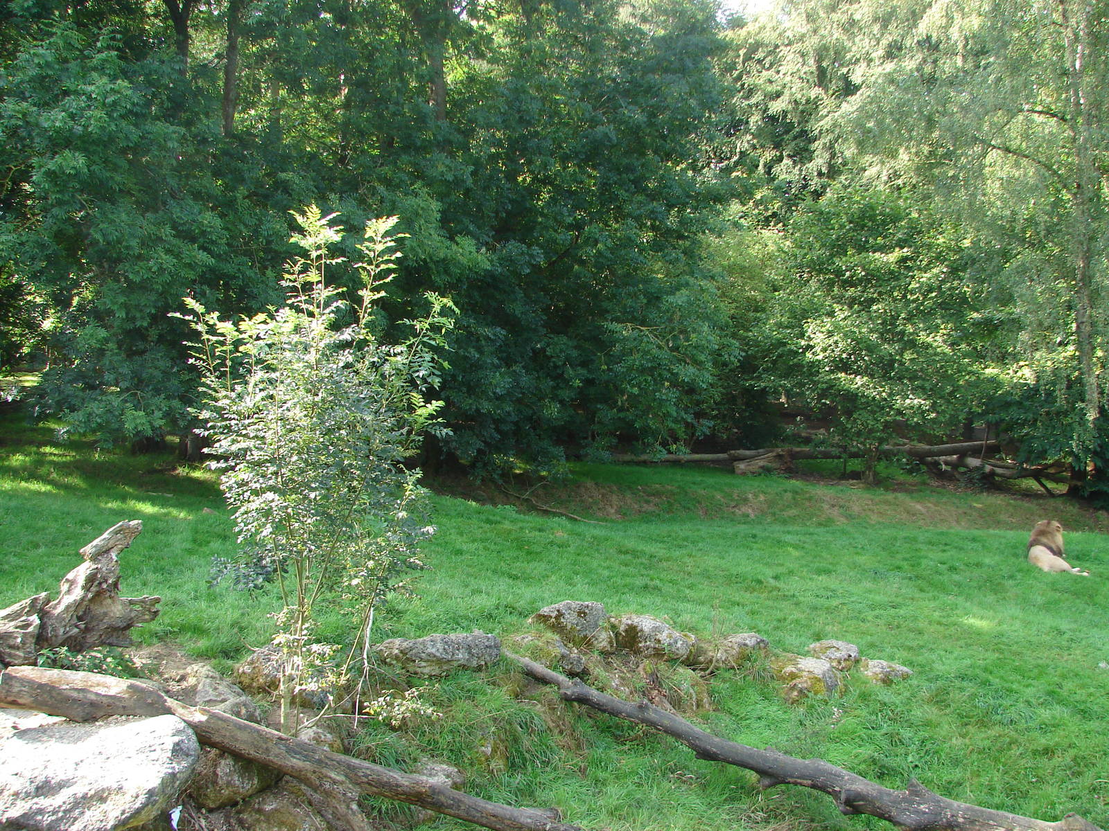 African lion exhibit