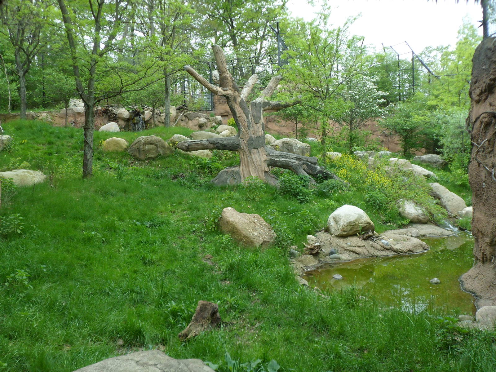 African Lion Exhibit