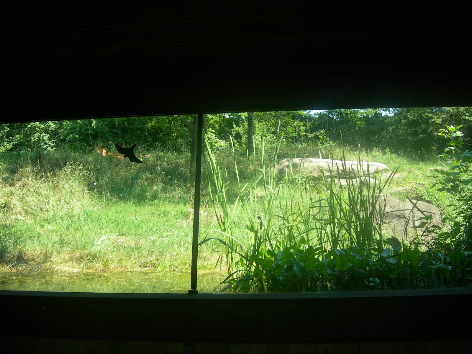 African Lion Exhibit