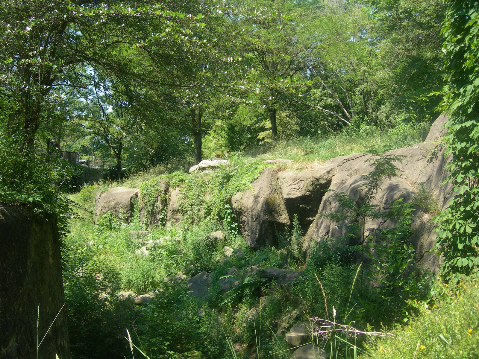 African Lion Exhibit