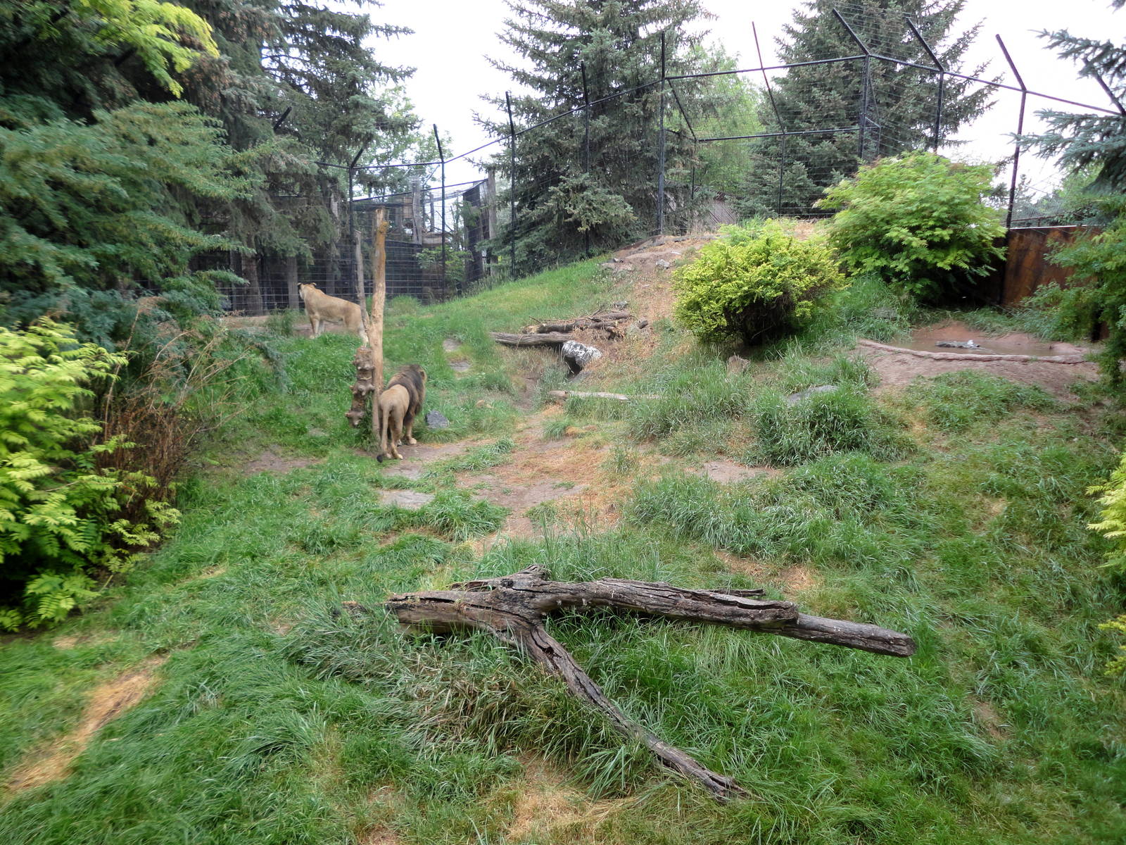 African Lion Exhibit