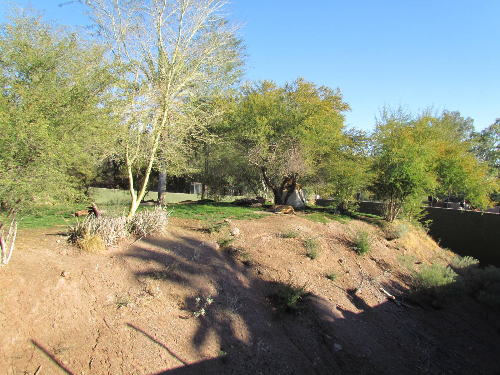 African Lion Exhibit