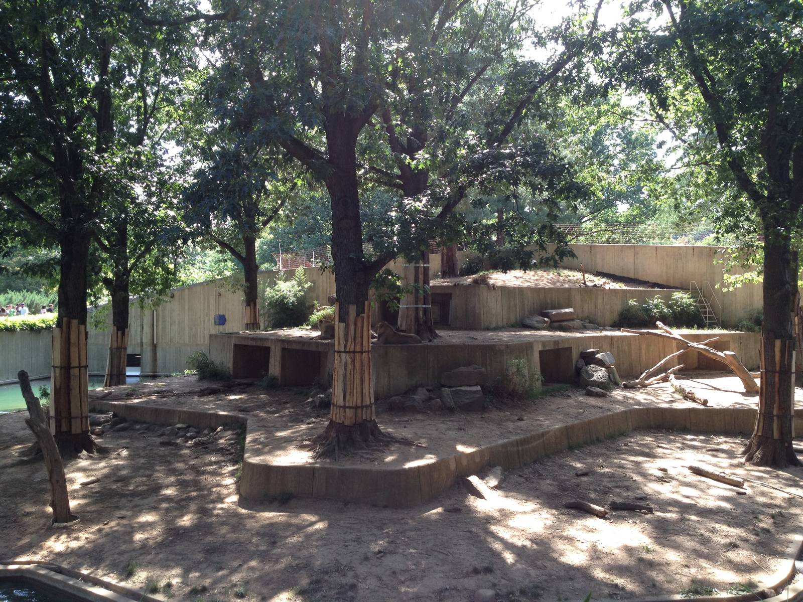 African Lion Exhibit