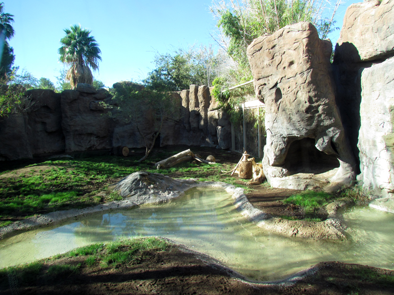 African Lion Exhibit