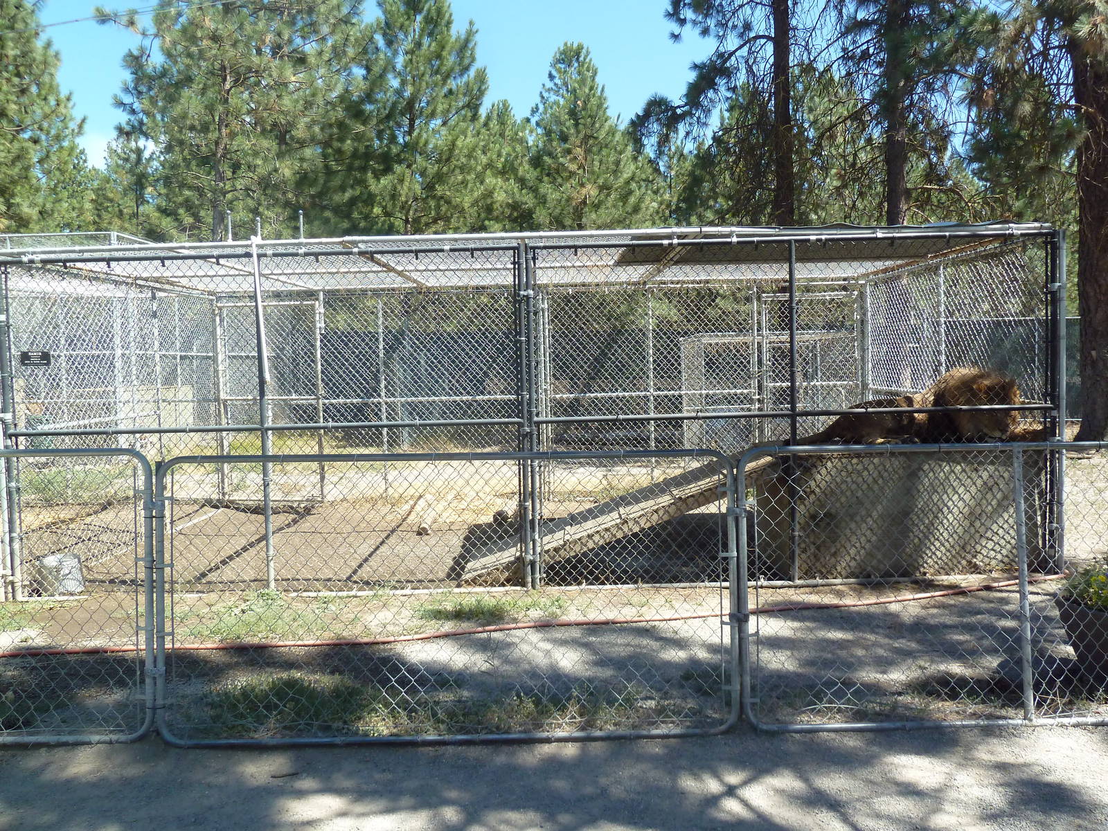 African Lion Exhibit