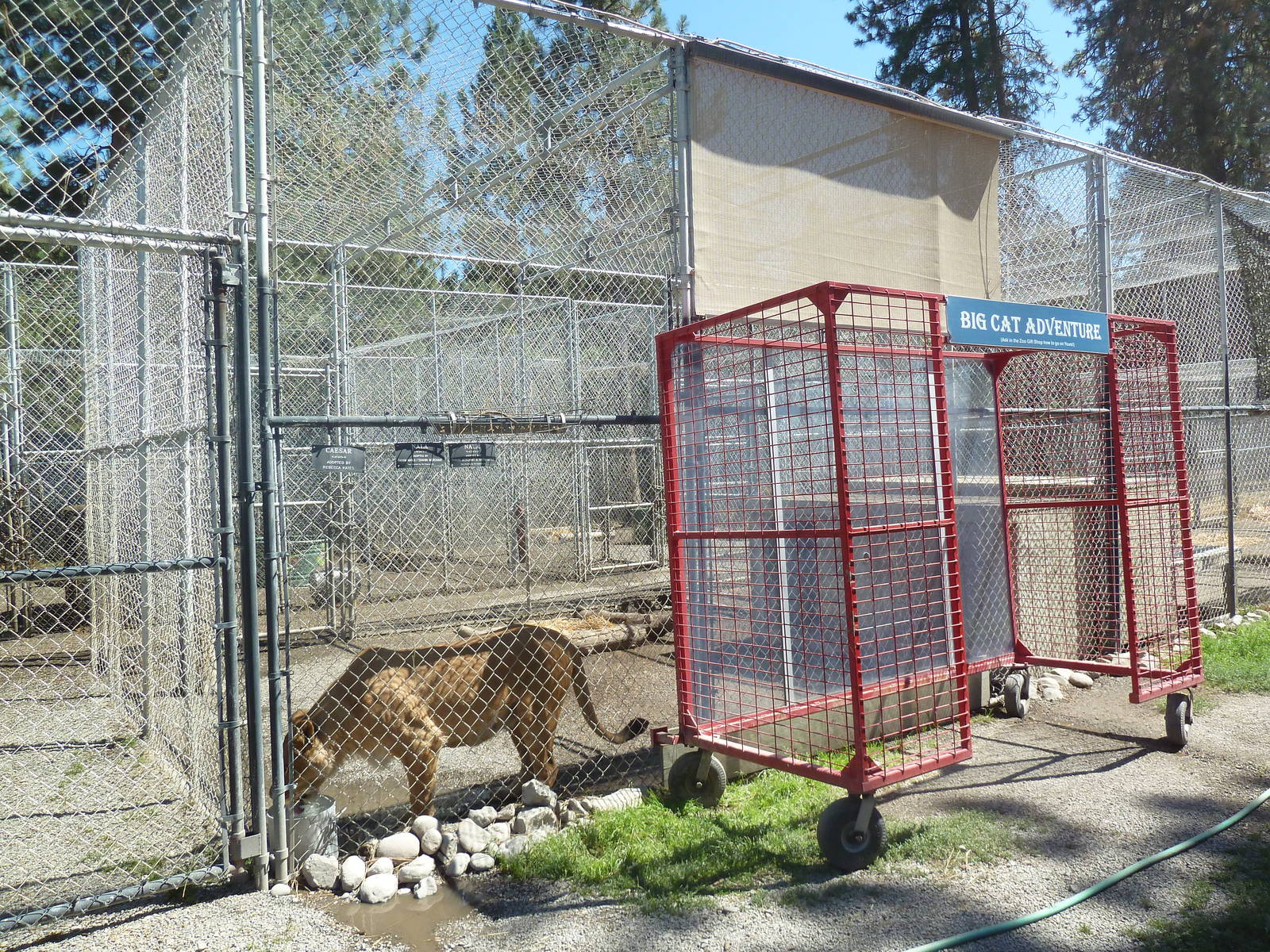 African Lion Exhibit