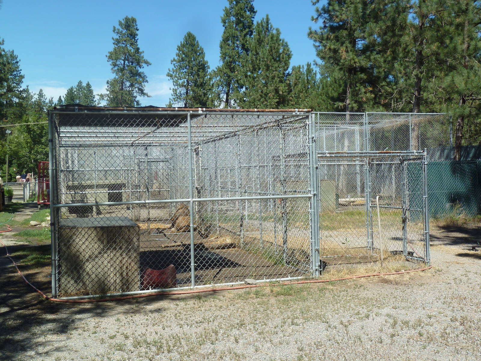 African Lion Exhibit