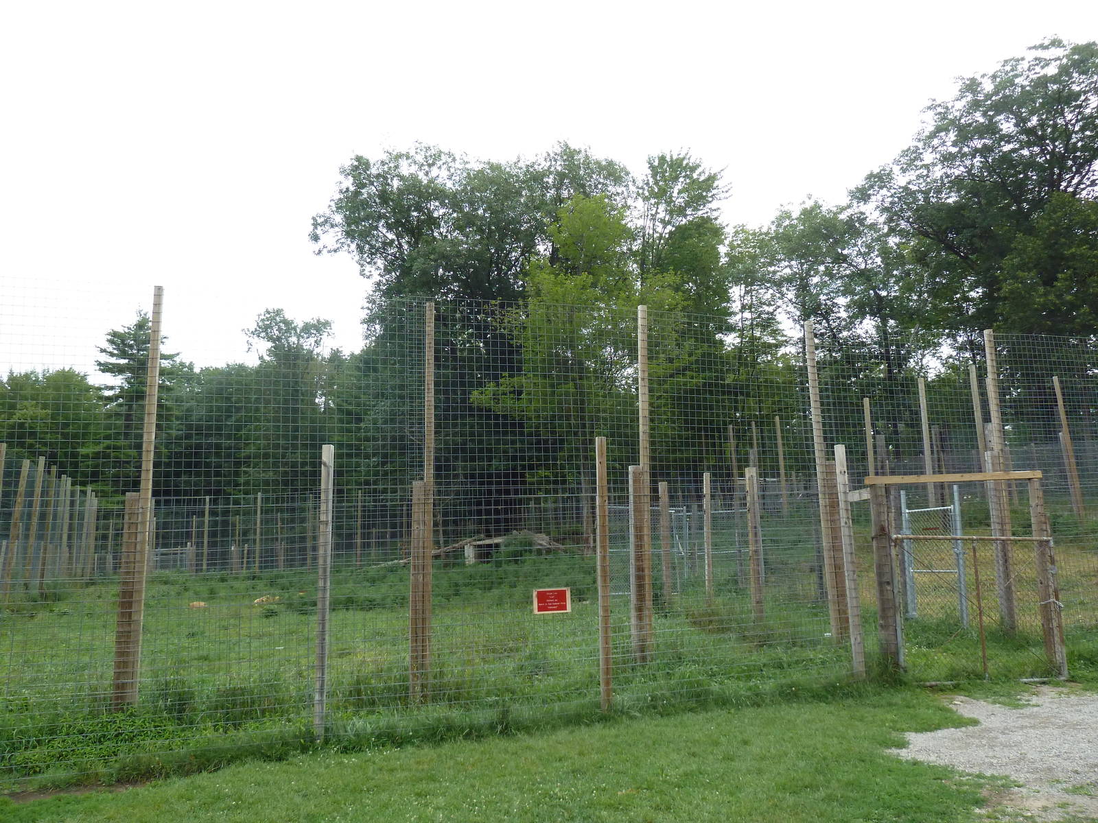 African Lion Exhibit