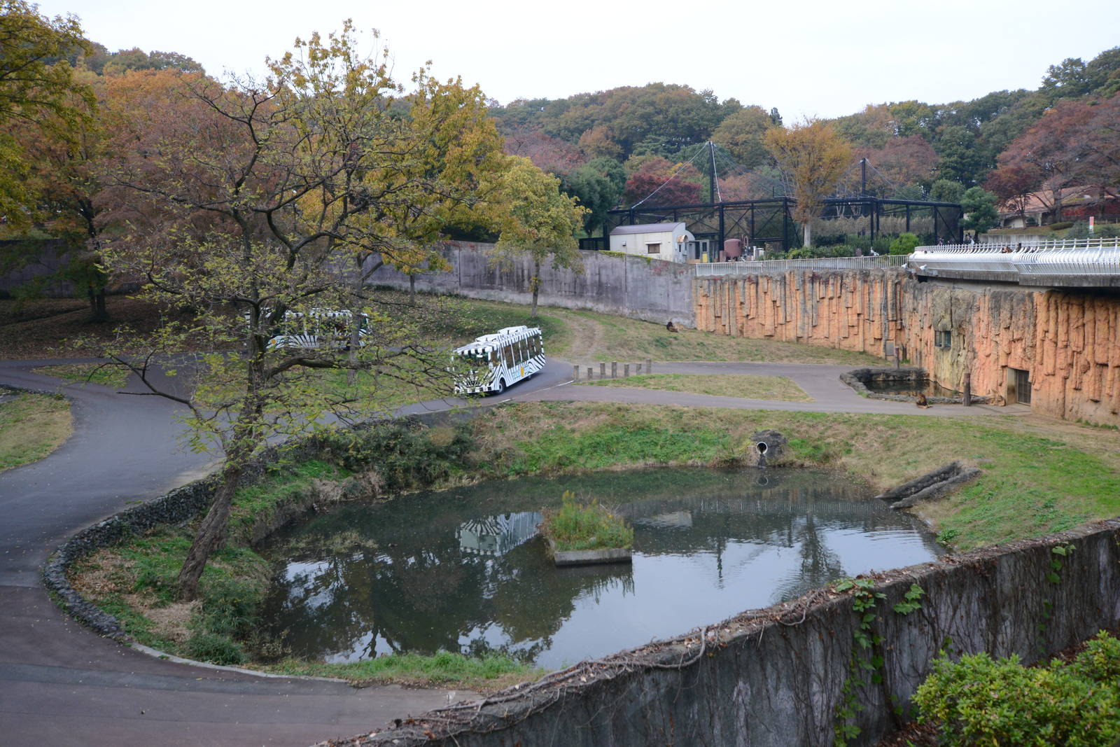 African lion exhibit