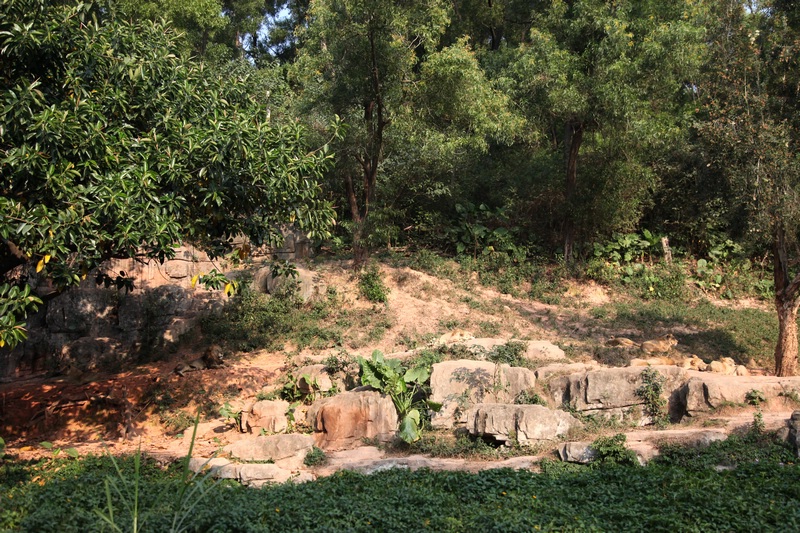 African lion exhibit