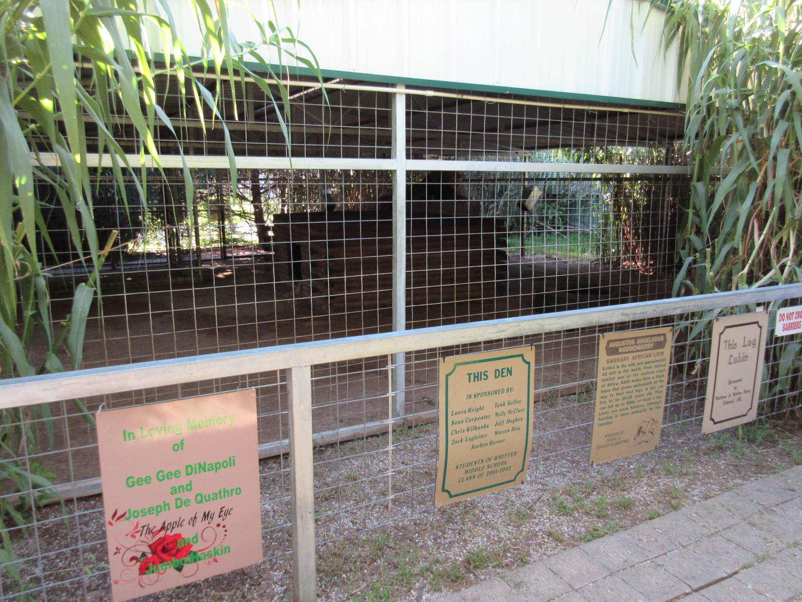 African Lion Exhibit