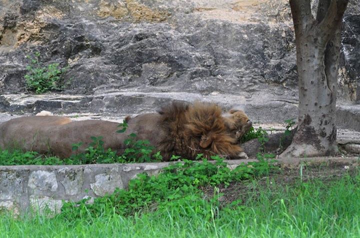 African Lion Exhibit