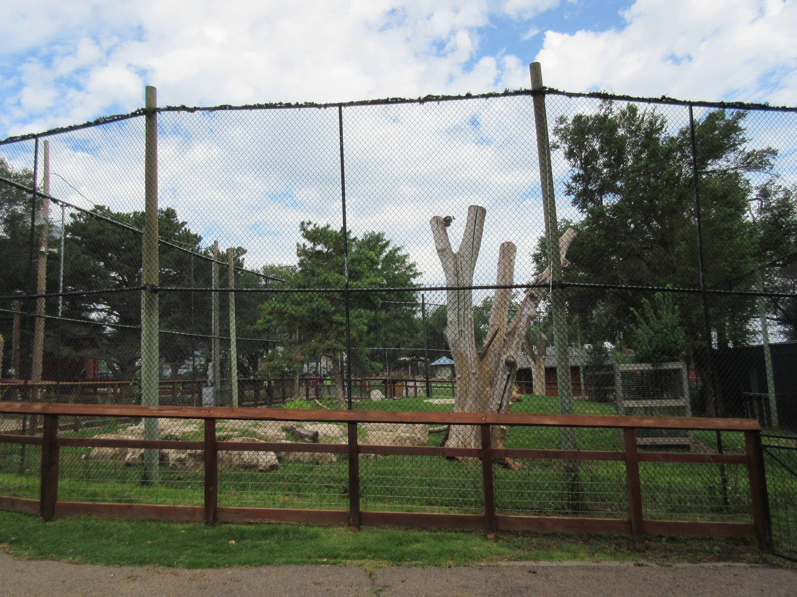African Lion Exhibit