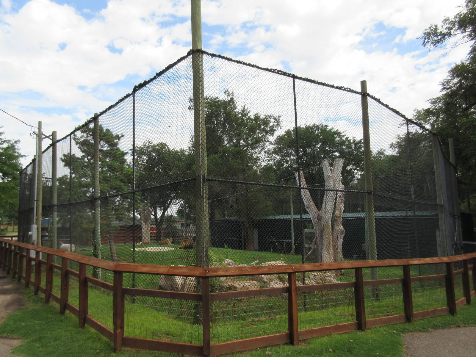 African Lion Exhibit
