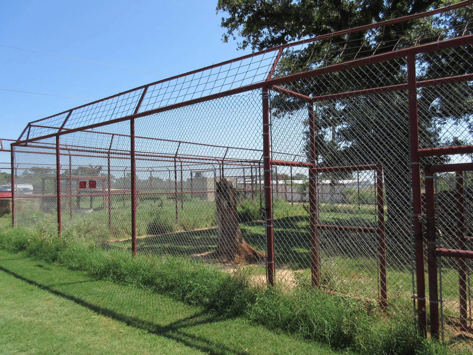 African Lion Exhibit