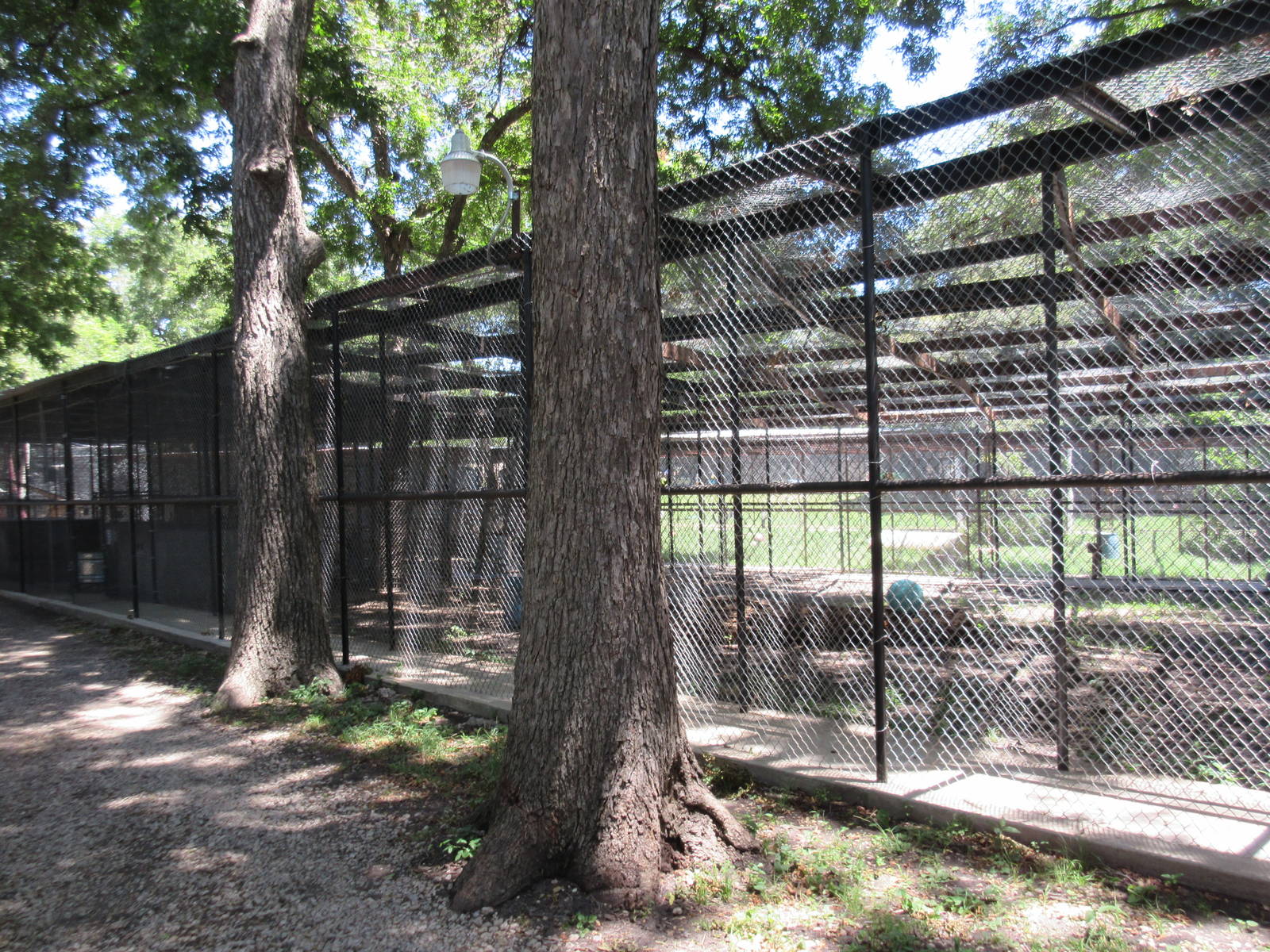 African Lion Exhibit