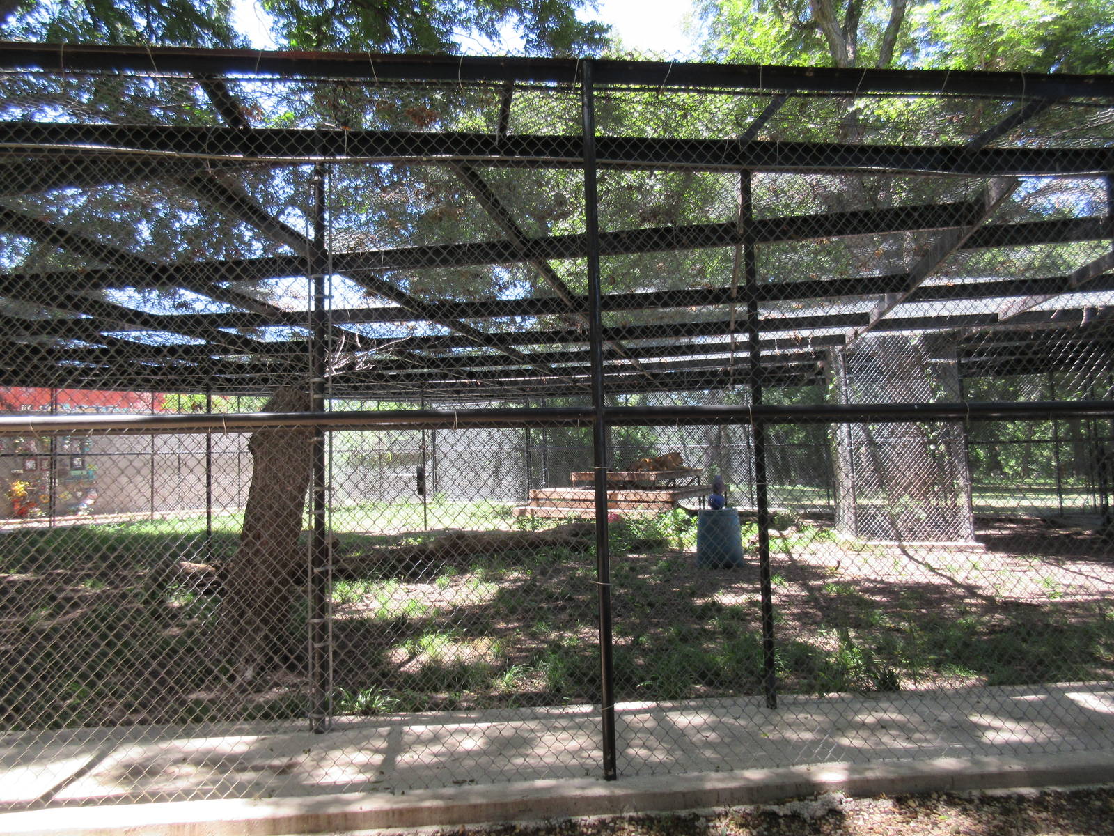 African Lion Exhibit