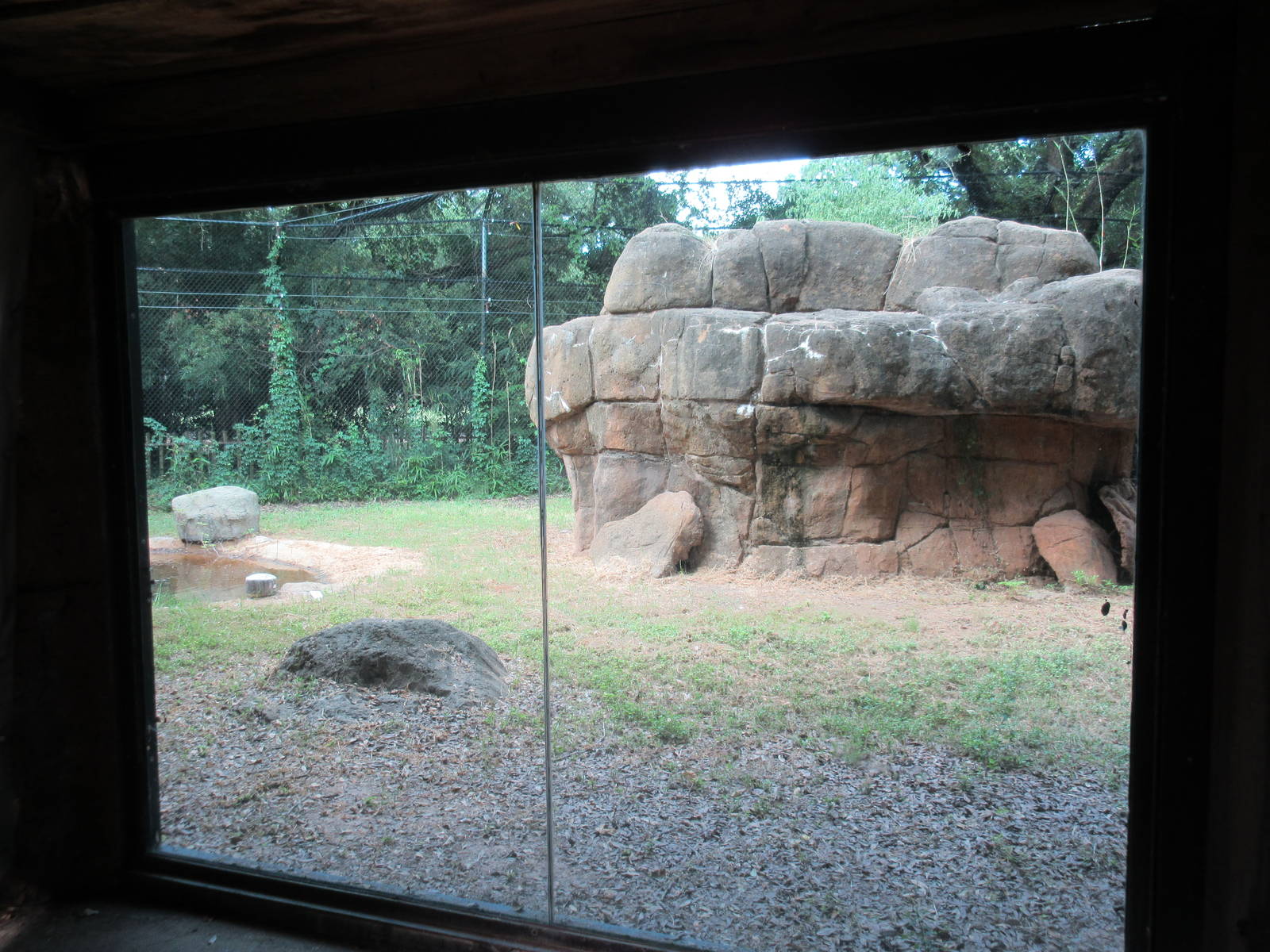 African Lion Exhibit