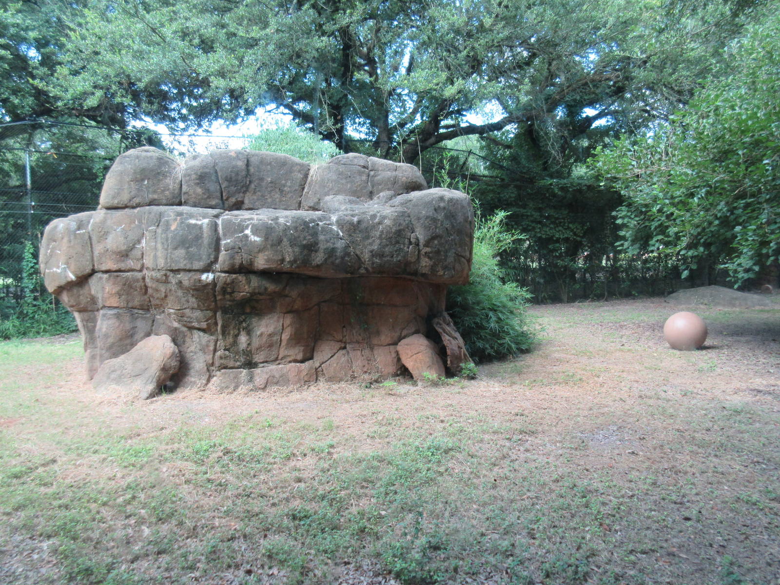 African Lion Exhibit