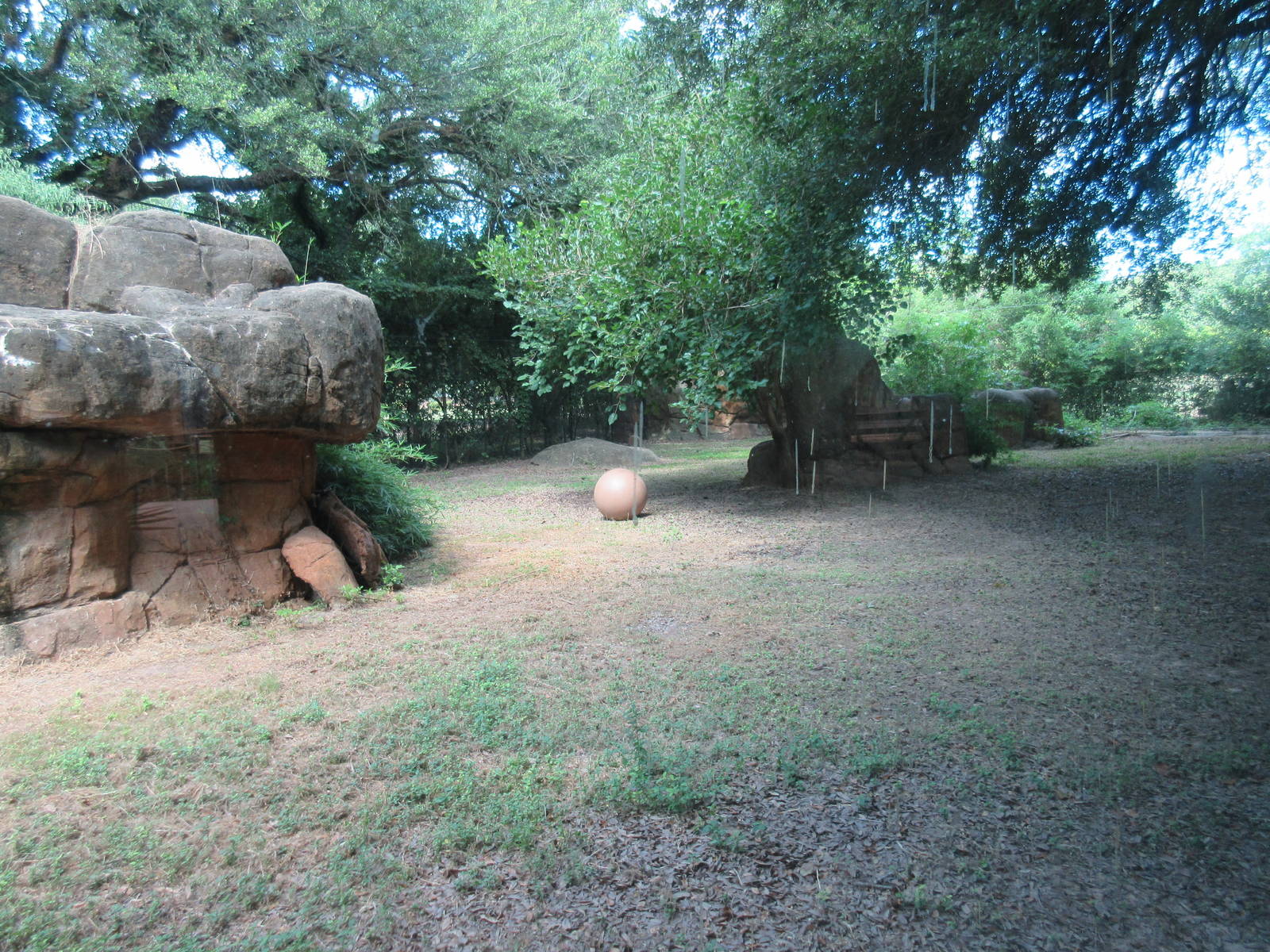 African Lion Exhibit