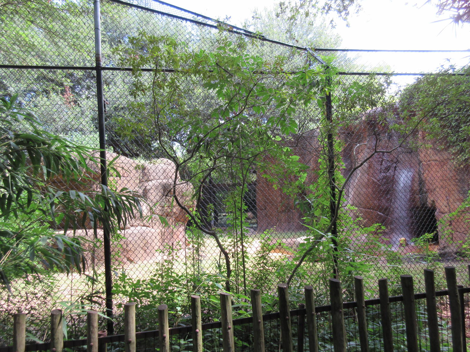 African Lion Exhibit