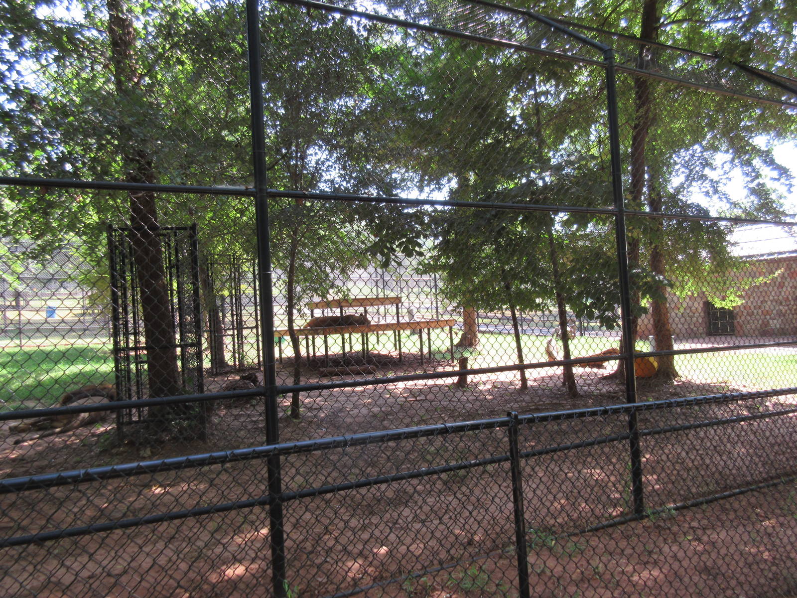 African Lion Exhibit