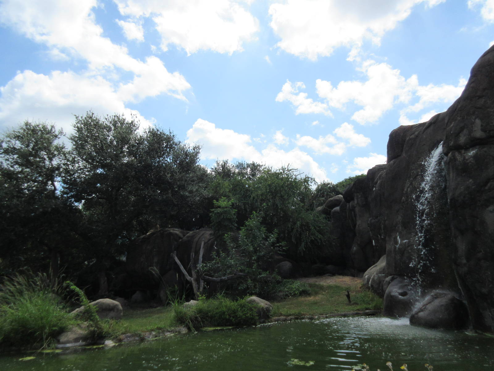 African Lion Exhibit