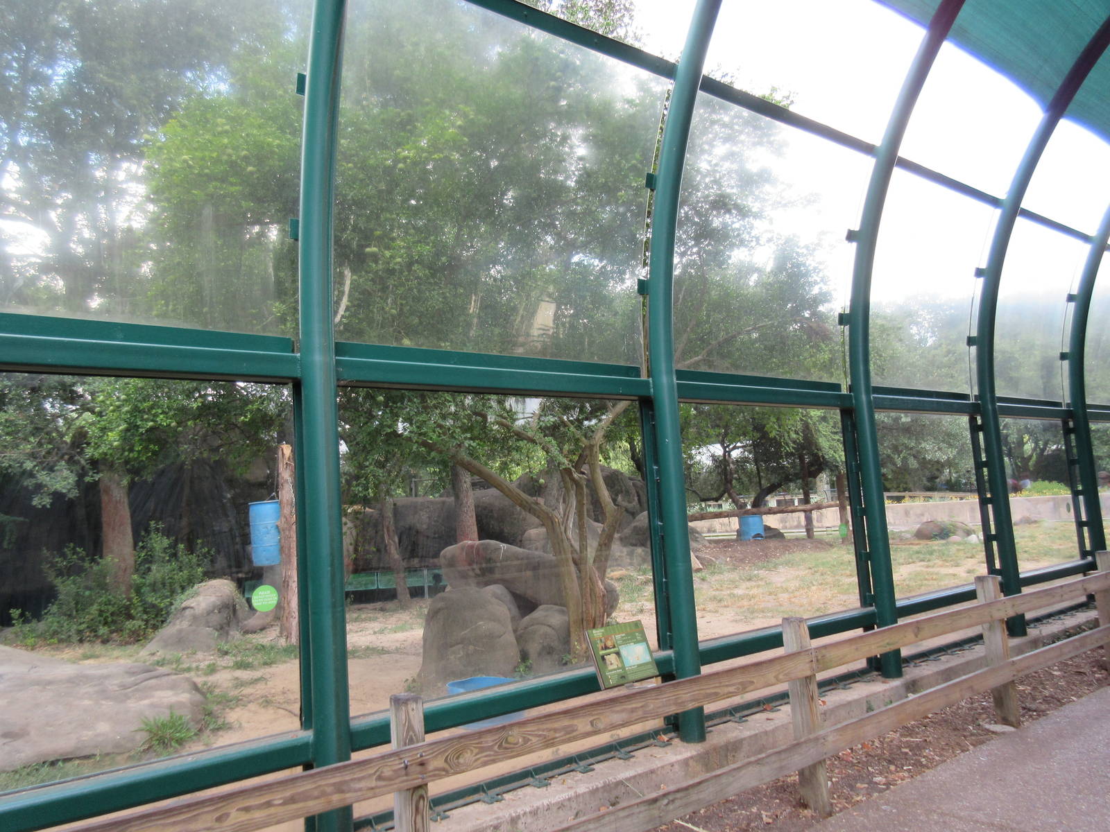 African Lion Exhibit