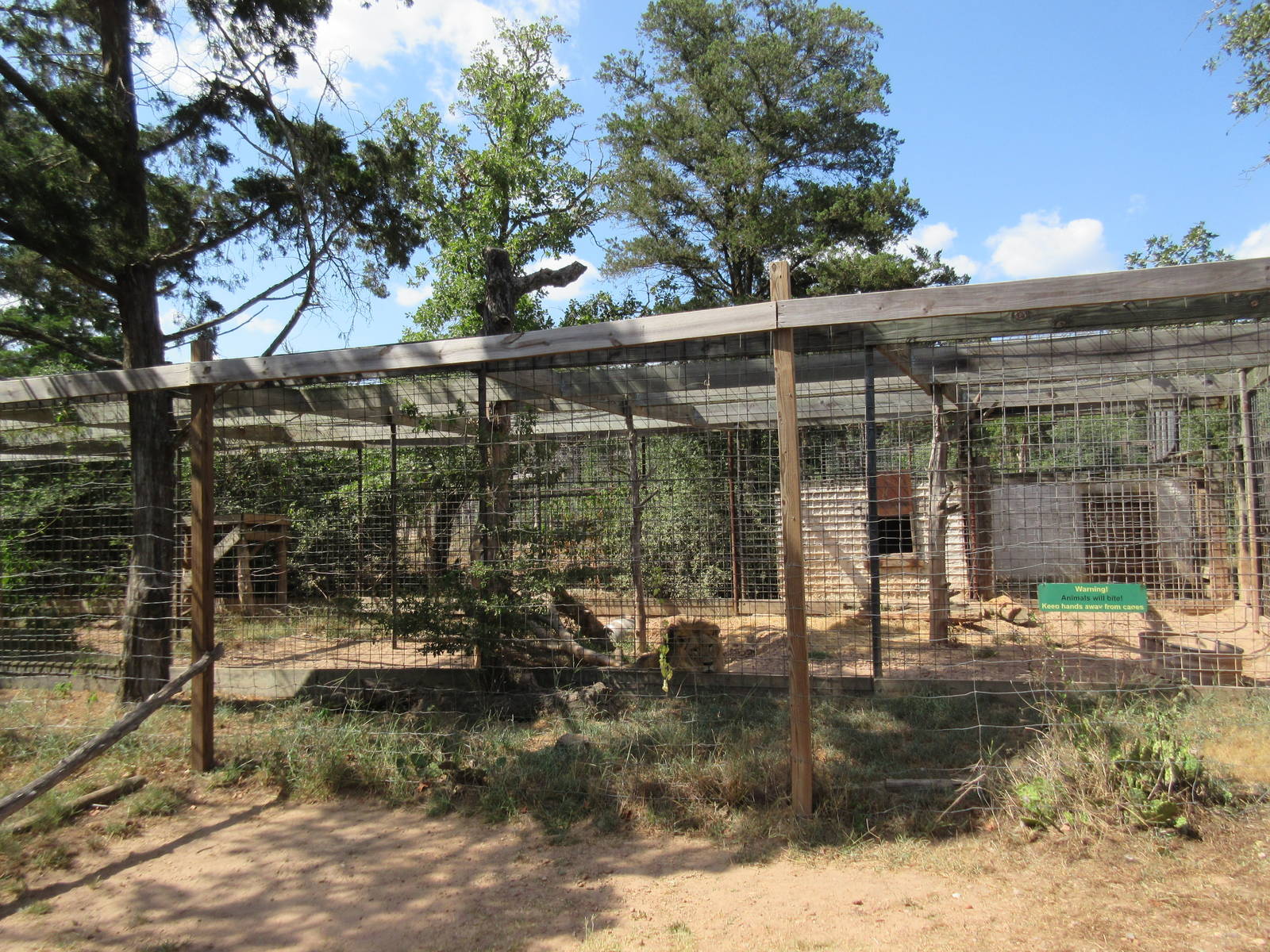 African Lion Exhibit