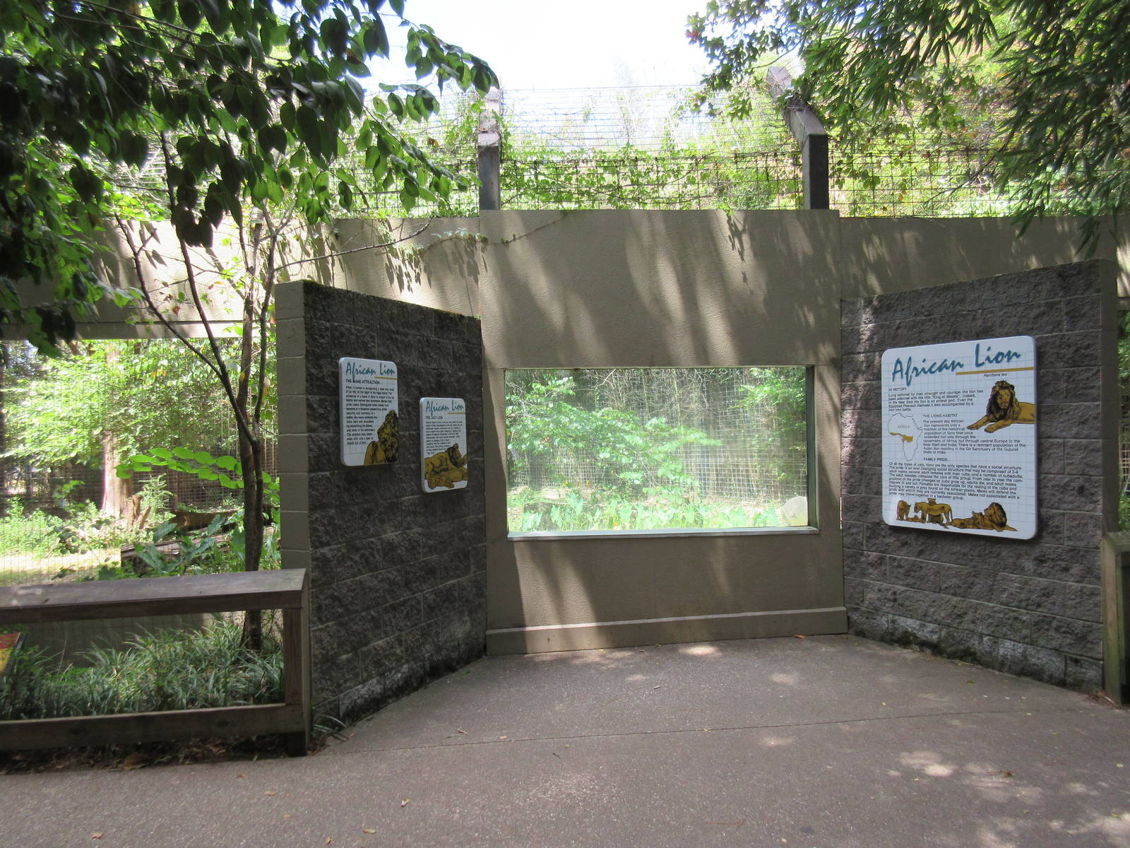 African Lion Exhibit