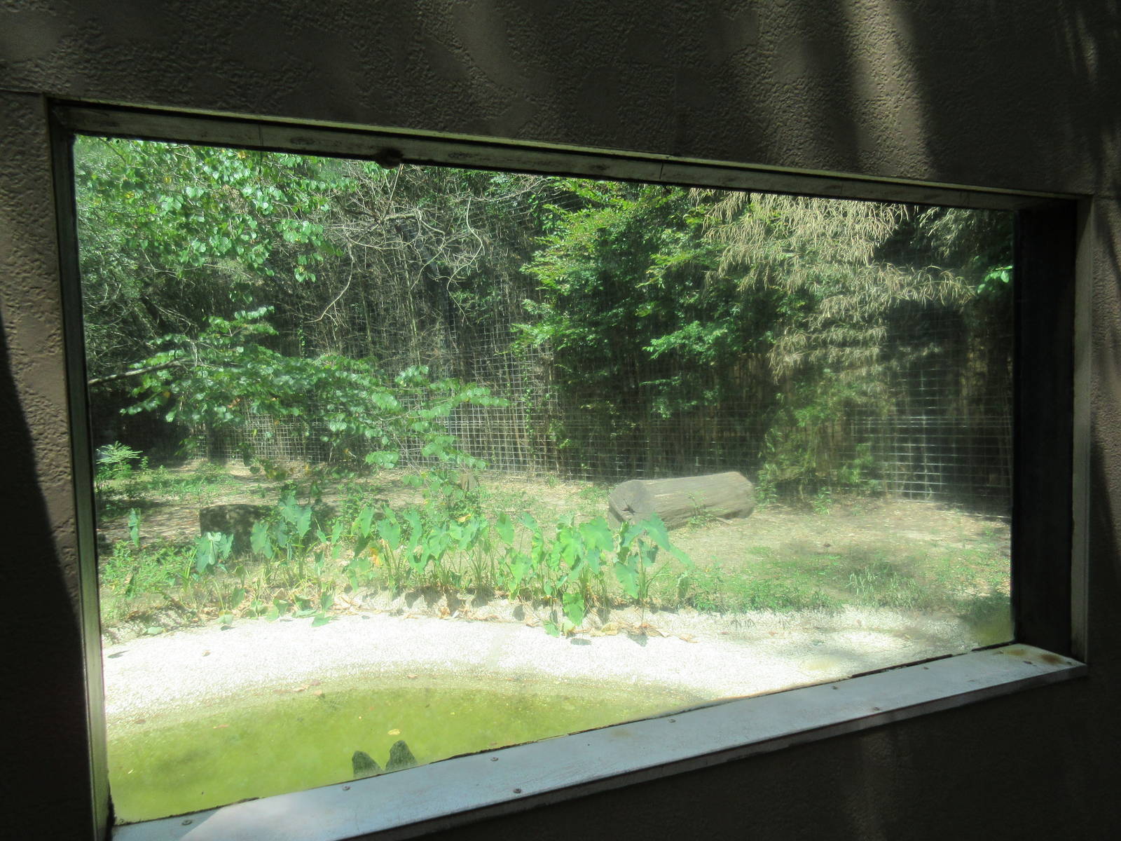 African Lion Exhibit