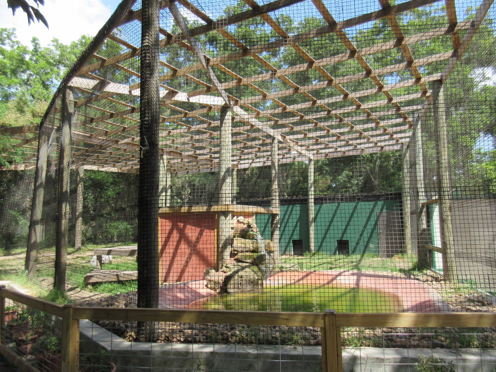 African Lion Exhibit