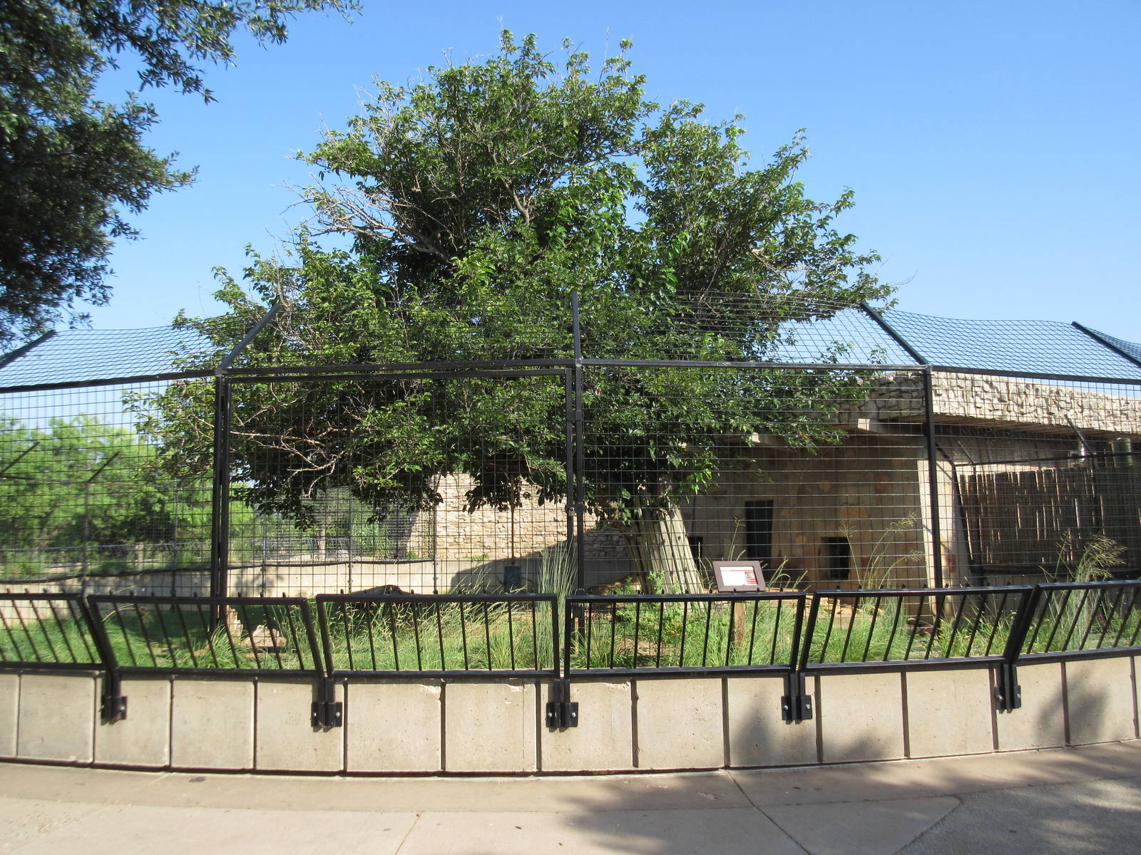 African Lion Exhibit