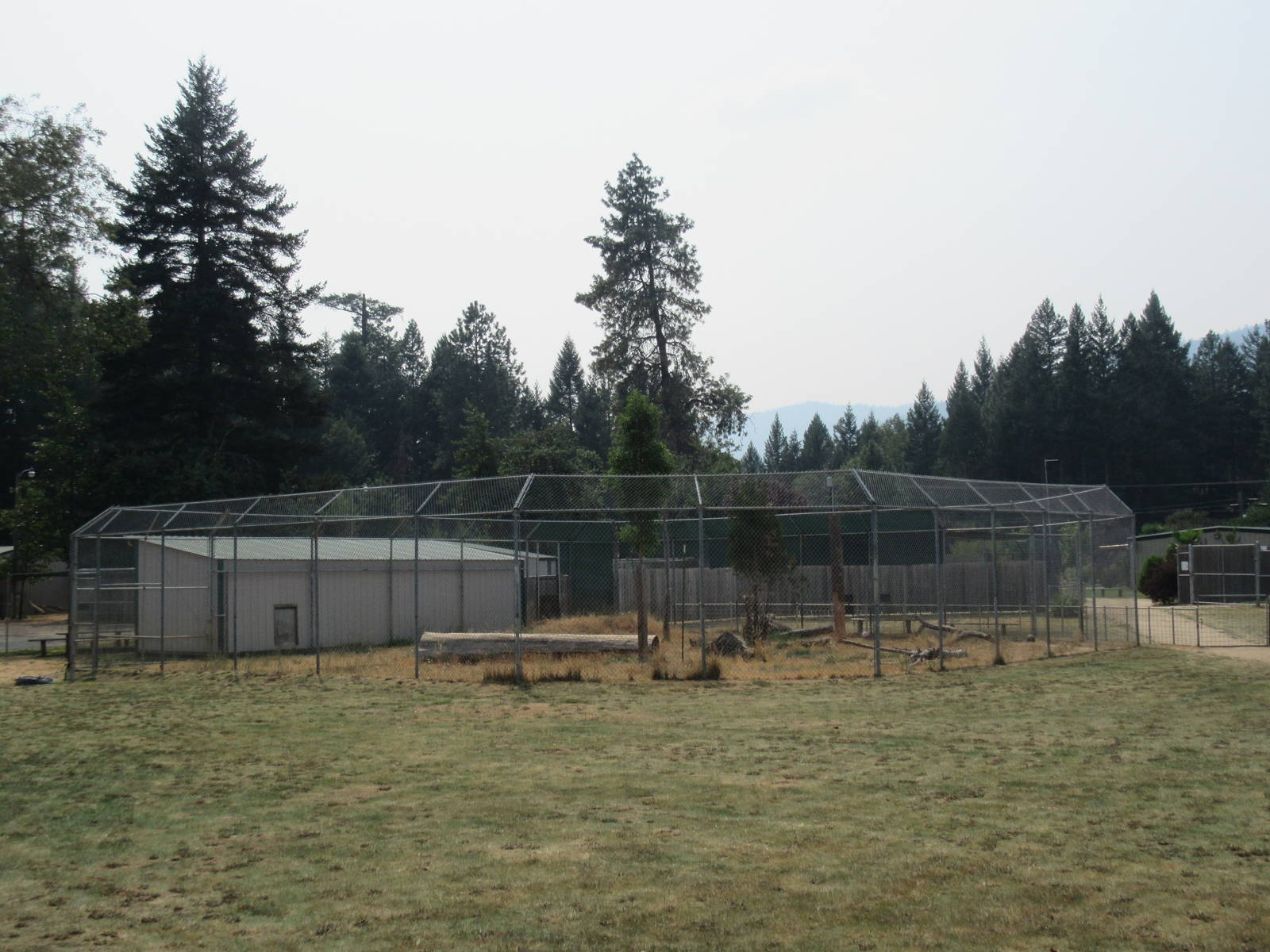 African Lion Exhibit