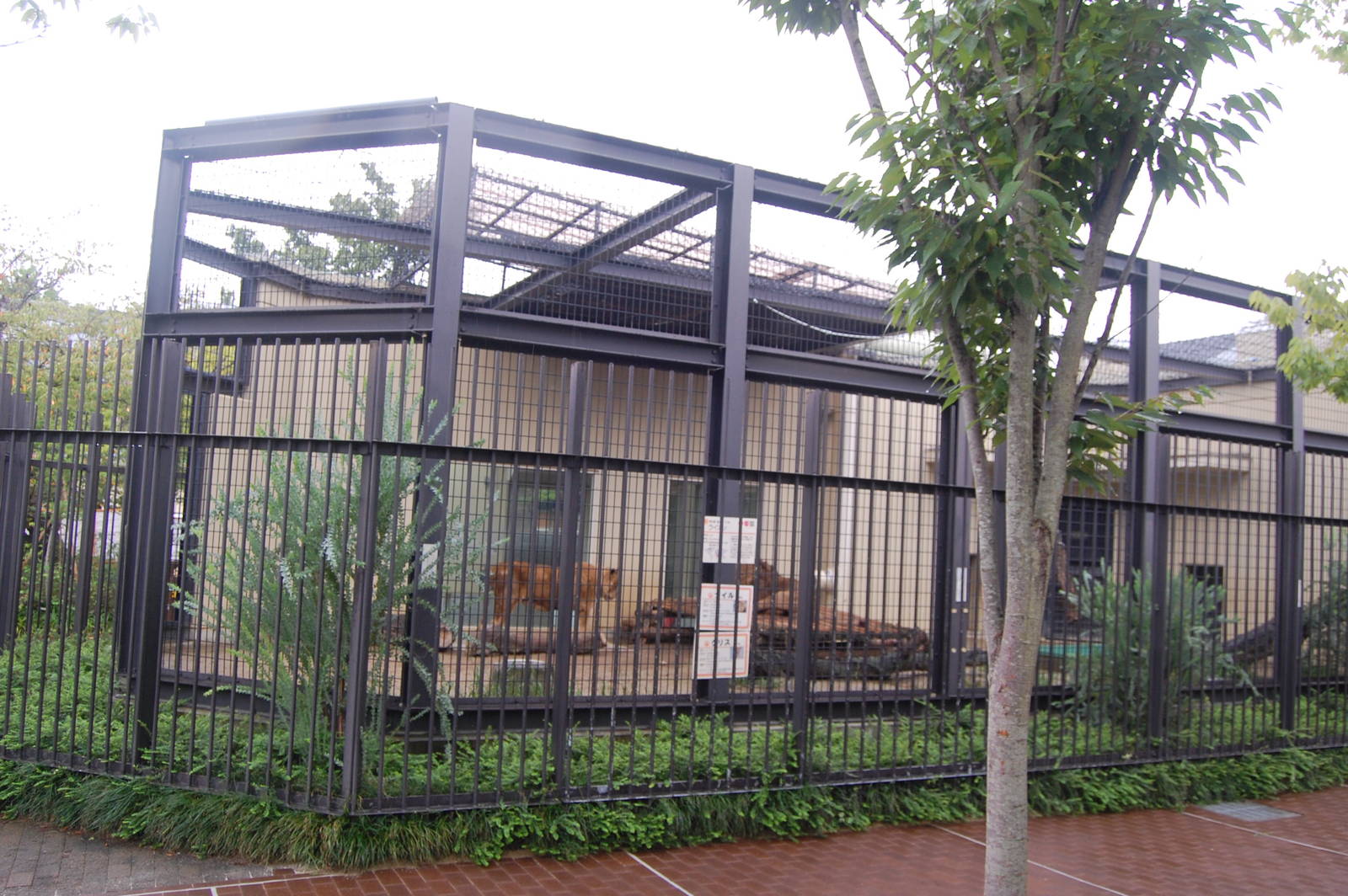 African Lion Exhibit