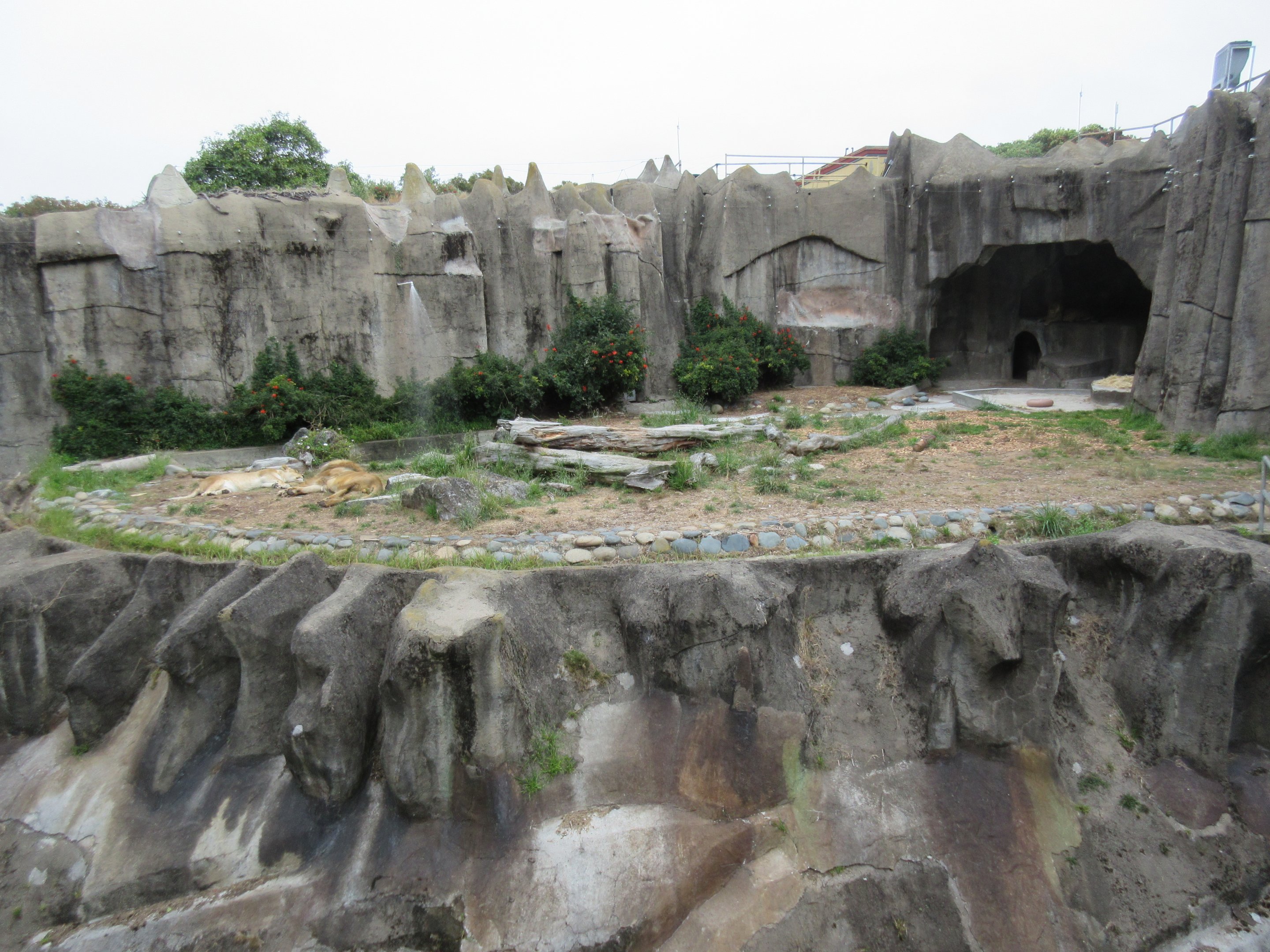 African Lion Exhibit