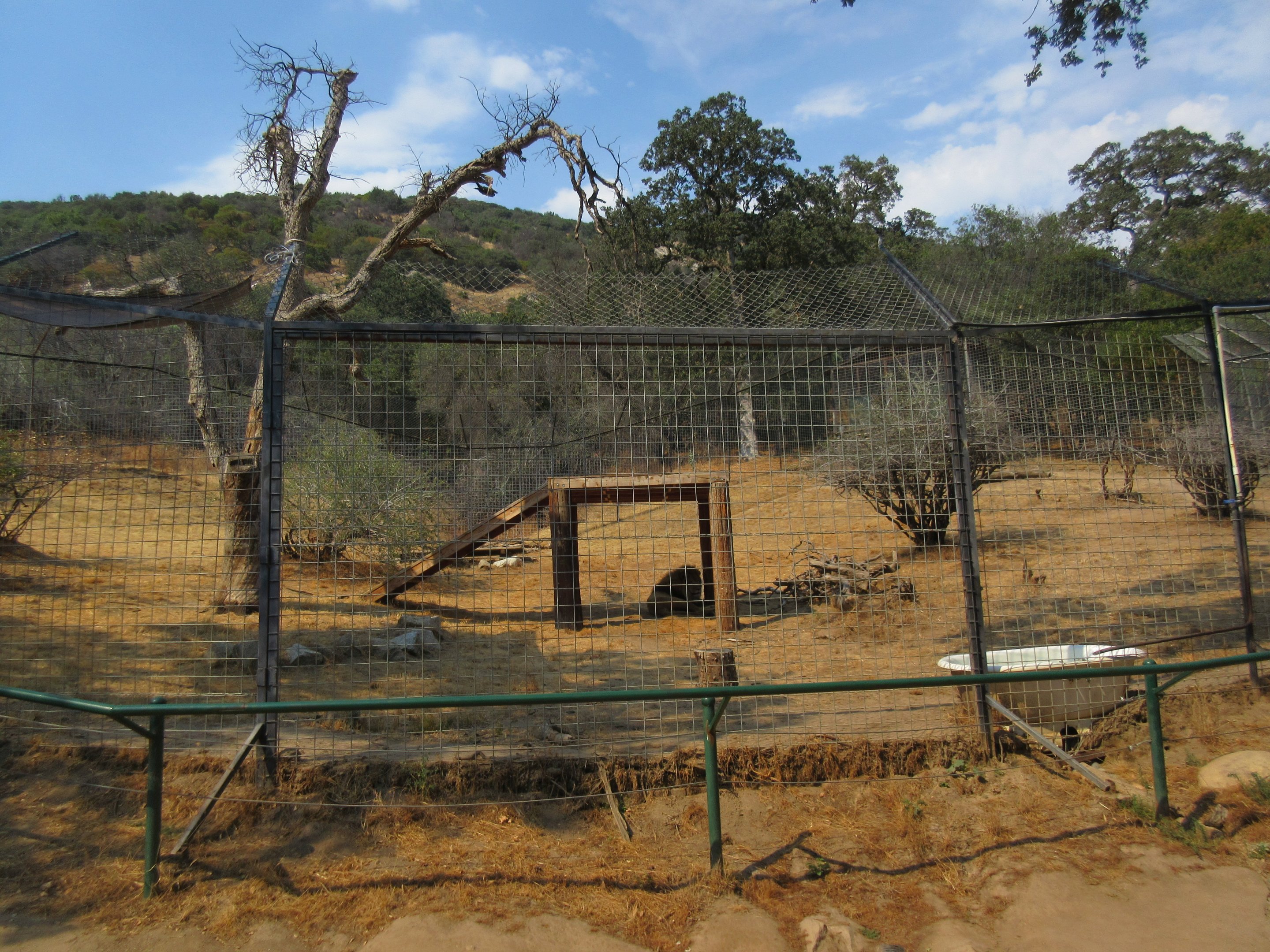 African Lion Exhibit