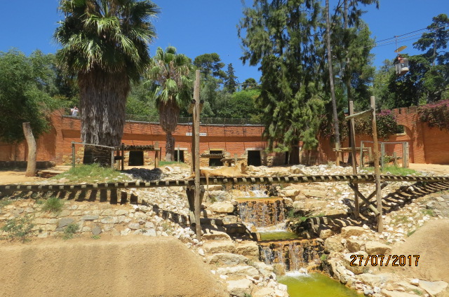 African Lion Exhibit