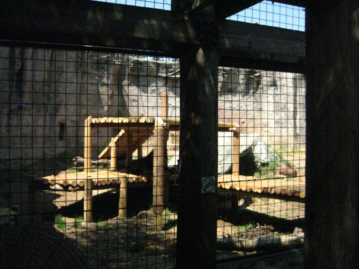 African Lion Exhibit