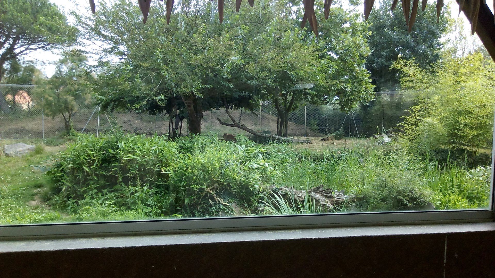 African Lion Exhibit