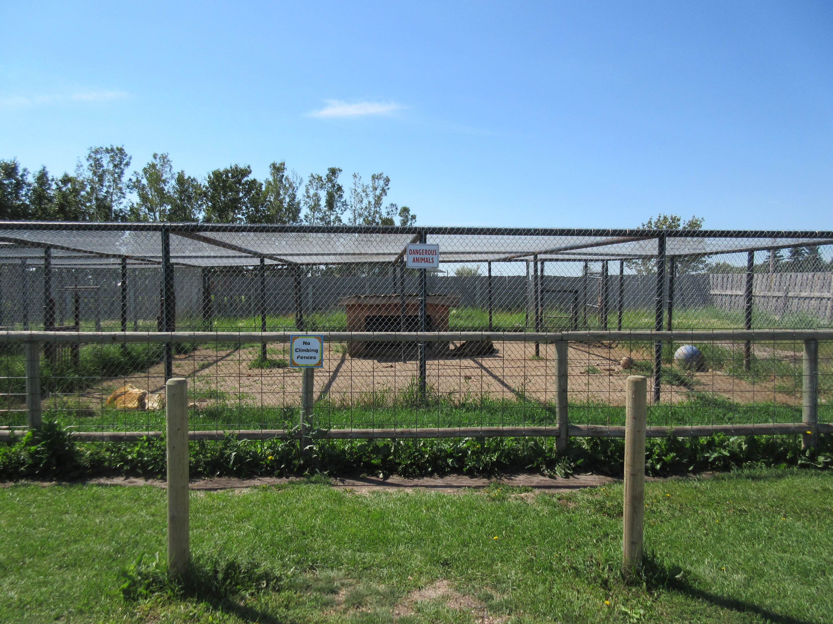 African Lion Exhibit