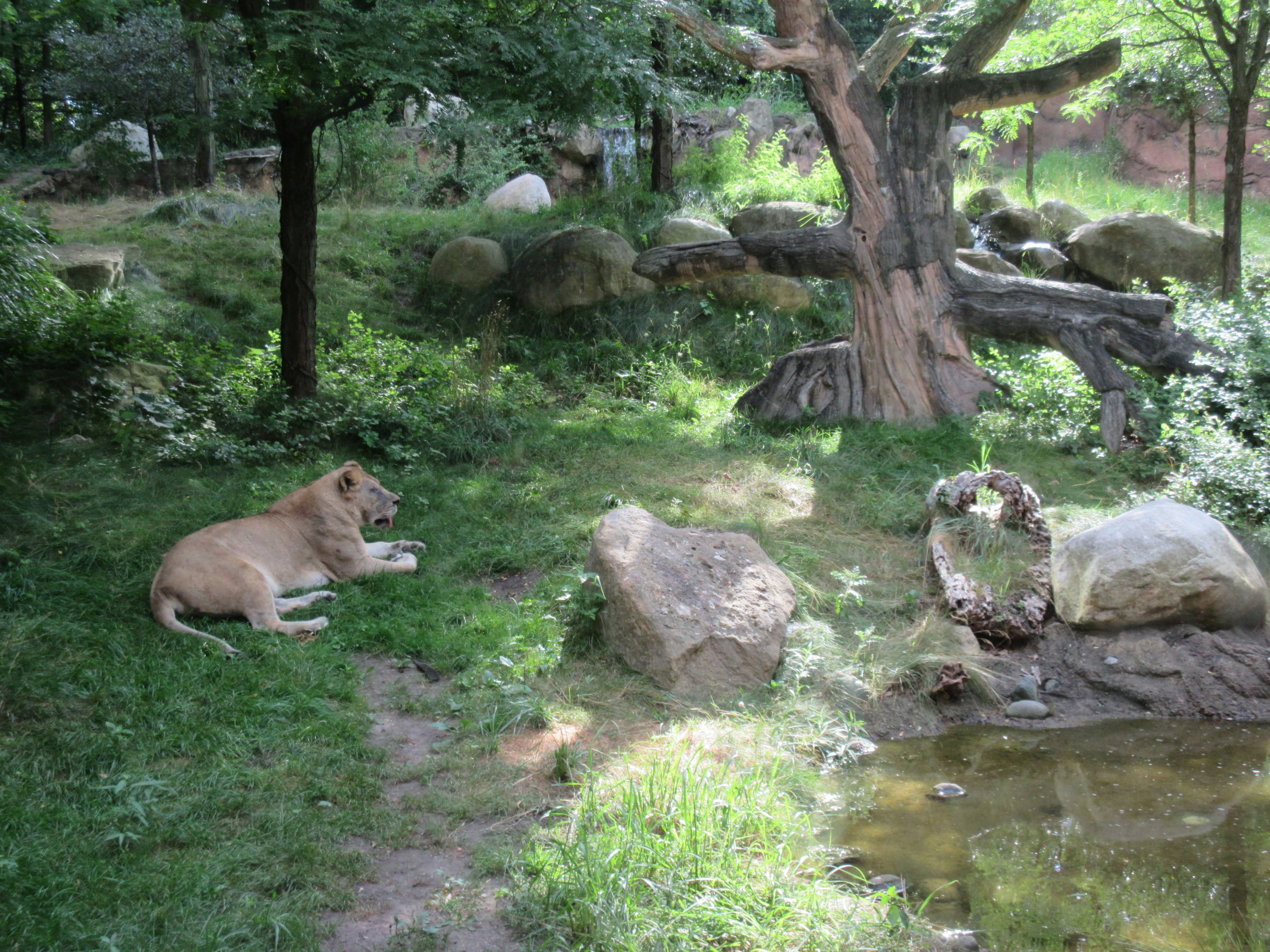 African Lion Exhibit