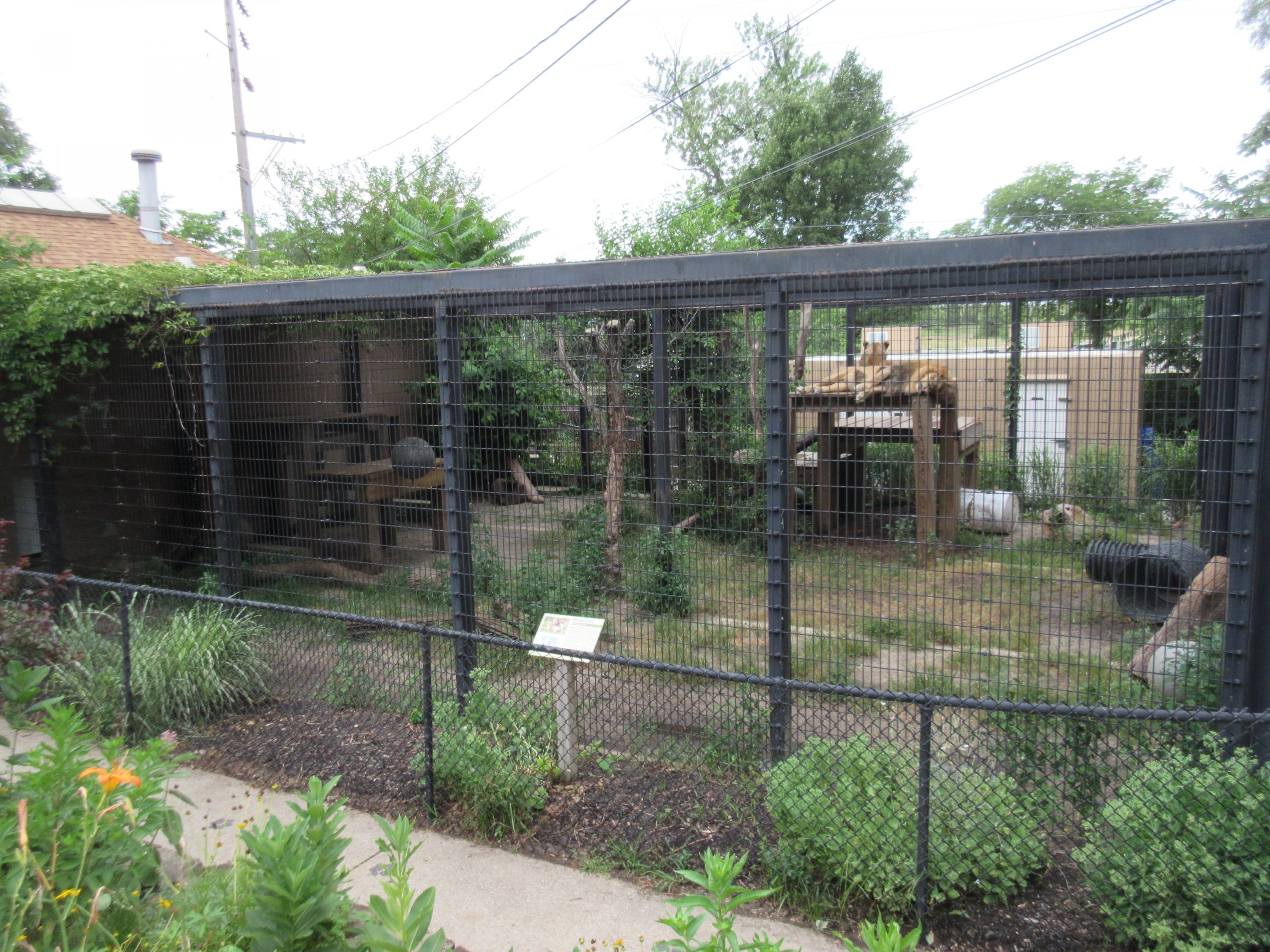 African Lion Exhibit