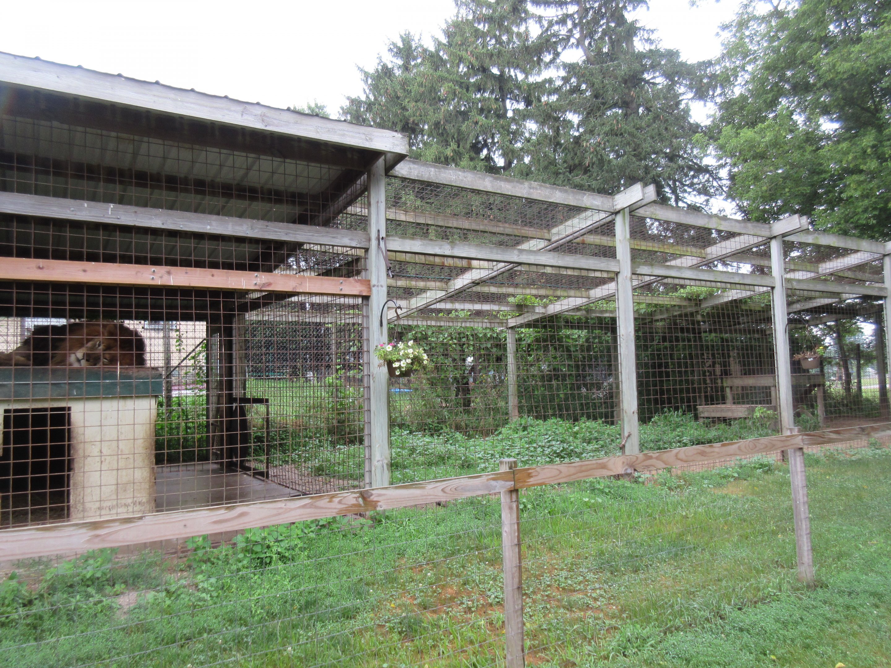 African Lion Exhibit