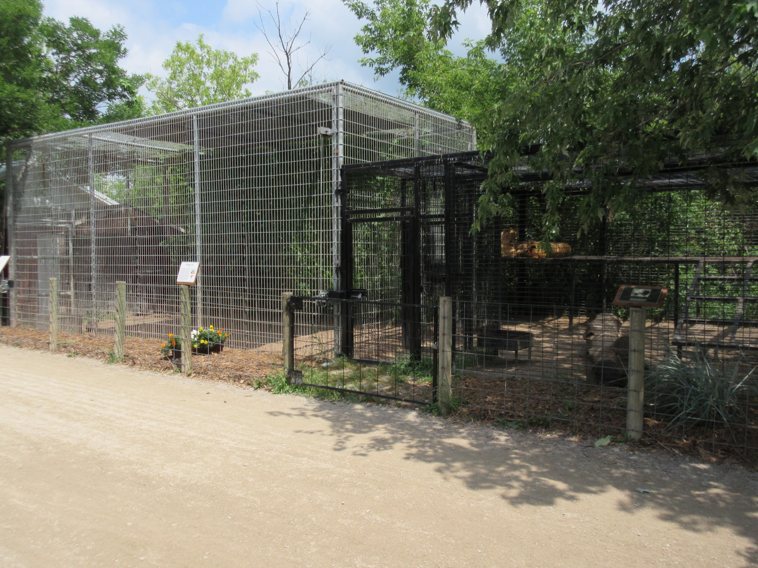 African Lion Exhibit