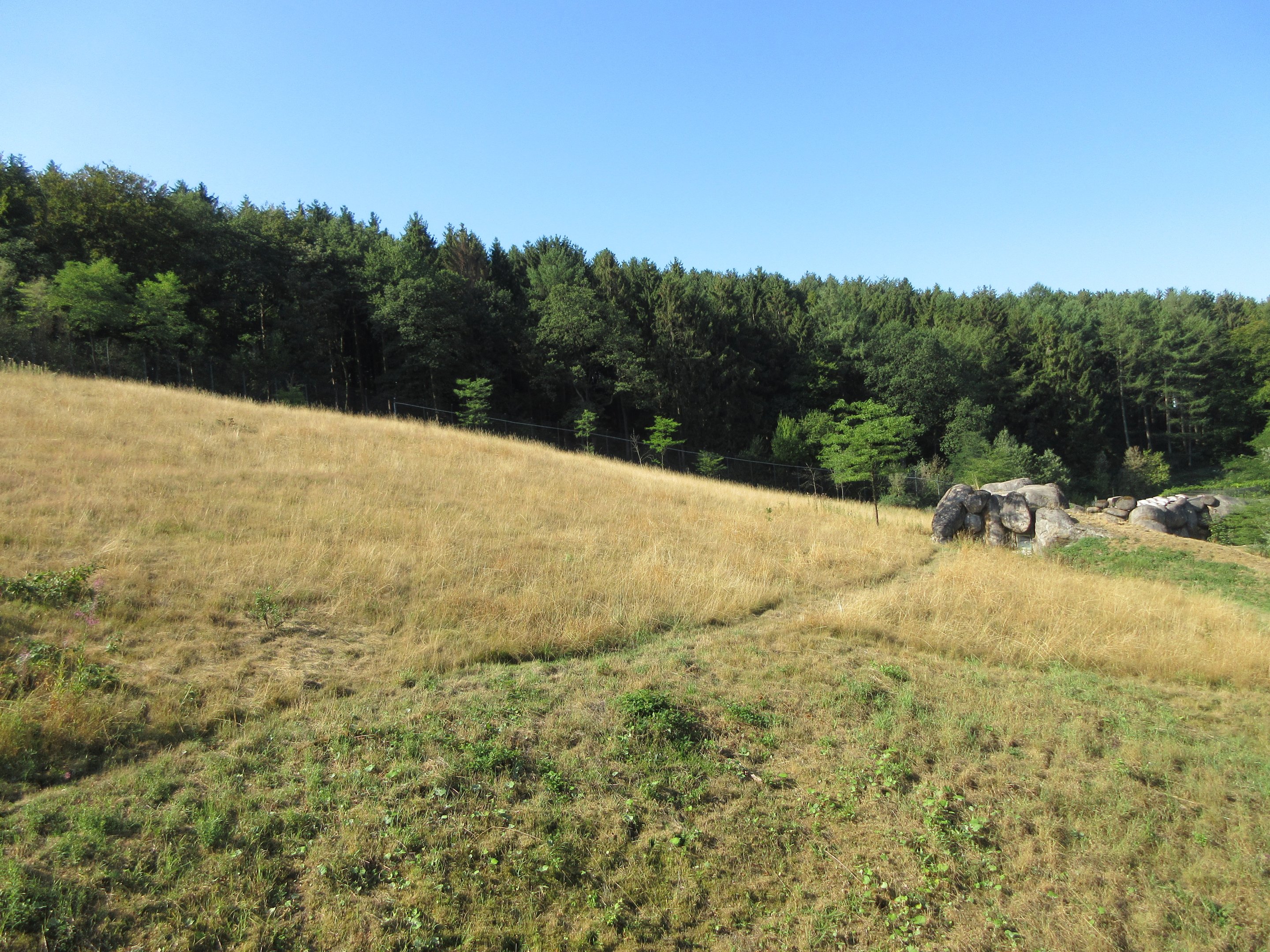 African Lion Exhibit