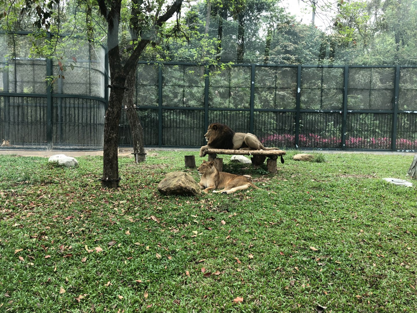 African Lion Exhibit